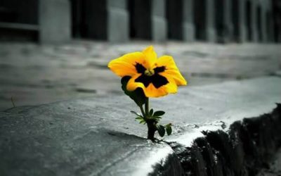 PILLOLE DI RESILIENZA