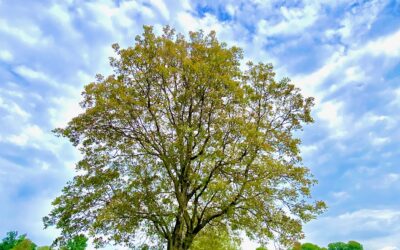 Pratiche di Mindfulness a Varese