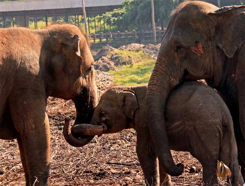 famiglia di elefanti